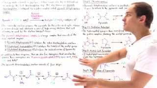 Pyruvate Decarboxylation [upl. by Jared]