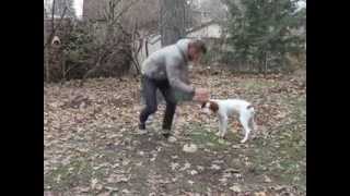 Brittany Spaniel Tricks and Training [upl. by Jacobsen]