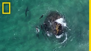 Fur Seals vs Great White Sharks  Hostile Planet [upl. by Sivi]