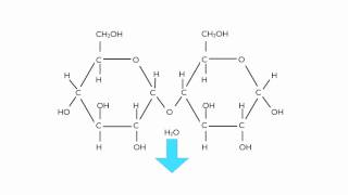 Condensation Polymerisation Glucose to Maltose [upl. by Meekyh]