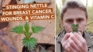 Stinging Nettle For Breast Cancer Wounds amp Vitamin C [upl. by Dihsar193]