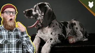 What To Do With A NEW GREAT DANE PUPPY [upl. by Brunella655]