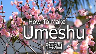 Umeshu  Japanese Plum Wine  Shiso  Shiro  Kaga Nanko Ume [upl. by Peltier]