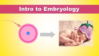 Intro to Embryology Development of Human  How we were born [upl. by Serg900]