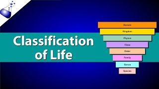 Classification of Life [upl. by Salvidor555]