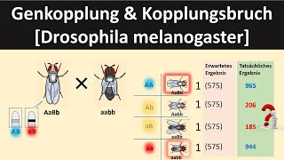 GenkopplungKopplungsbruch Drosophila  Biologie Genetik Oberstufe [upl. by Wilburt982]