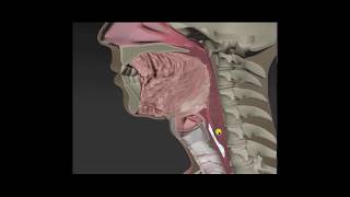 Anatomy amp Physiology of Swallowing  MBSImP Animations [upl. by Aifos]