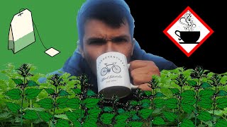 How To Make Stinging Nettle Tea For Beginners [upl. by Bear336]