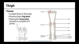 Lower Limb  Bones amp Joints [upl. by Ytnom]