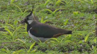 Lapwing [upl. by Gitt389]