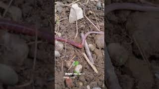 The Mongolian Death Worm [upl. by Pang]