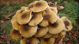 Armillaria mellea  PUZA [upl. by Aicram148]