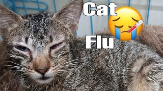 What is Cat Flu How to treat Cat Flu [upl. by Annaehs]