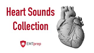 Heart Sounds Collection  EMTprepcom [upl. by Lewellen768]