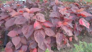 How to use Acalypha plant [upl. by Snell430]