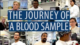 The journey of a blood sample DiscoverPathology [upl. by Ittak]