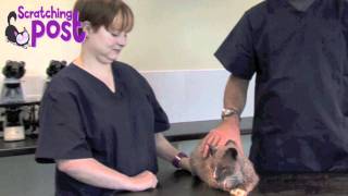 How to Apply flea treatment to your cat [upl. by Htiderem]