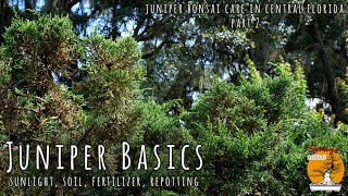 Juniper Basics sunlight soil repotting [upl. by Eseerahs]