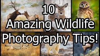 10 Amazing Wildlife Photography Tips [upl. by Benita]