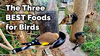 The BEST Food for Attracting Birds to Your Garden [upl. by Eilhsa]