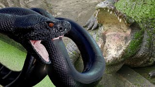 Titanoboa VS Largest Extinct Crocodile  Who is The Reptilian KING [upl. by Nahtaneoj]