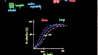 OxygenHemoglobin Dissociation Curve [upl. by Daeriam]