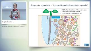 Arbuscular mycorrhiza development and function [upl. by Sosthina530]