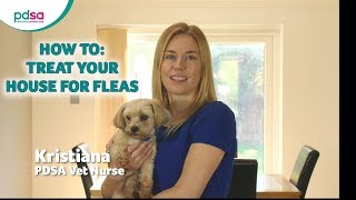 How To Treat Your House For Fleas PDSA Petwise Pet Health Hub [upl. by Aihsrop]