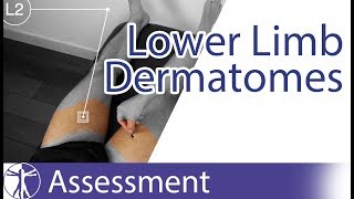 Dermatomes Lower Limb  Peripheral Neurological Examination [upl. by Thesda448]