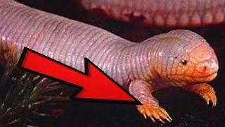 9 PHOTOS OF CRYPTIDS EXPLAINED [upl. by Lered748]