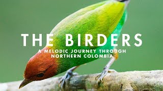 THE BIRDERS  A Melodic Journey through Northern Colombia [upl. by Townshend717]