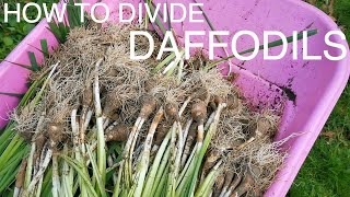 How and Why to Divide Daffodils [upl. by Suiratnauq]