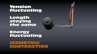 Muscle Contraction Types [upl. by Akino]