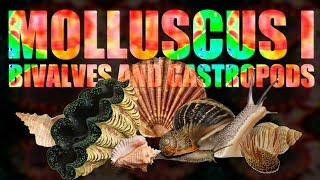 Mollusca I  Bivalves and Gastropods [upl. by Noet494]