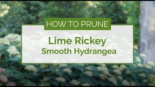 How to Prune Lime Rickey® Hydrangea [upl. by Hilary592]