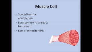 Cell Differentiation and Specialised Cells  GCSE Biology [upl. by Legir717]