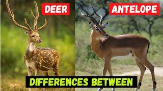 Whats The Differences Between Deer and Antelope  Comparison and Hidden Facts [upl. by Eitteb]