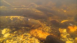 Sea Lamprey Spawning [upl. by Thenna484]