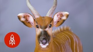 There Are Only 100 of these Antelopes Left in the Wild [upl. by Ahcarb]