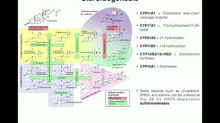 Steroidogenesis  The Biosynthesis of Steroids from Cholesterol [upl. by Oniluap]