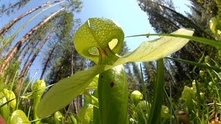 Predatory Plants Lure of the Cobra Lily [upl. by Veronika]