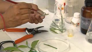 PLANT TISSUE CULTURE CSIR [upl. by Strenta]