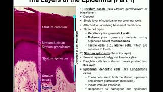 The Integumentary System  The Epidermis [upl. by Homer]