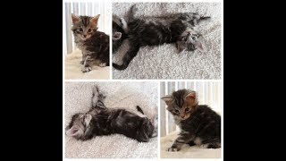 Evolution de mon bébé Maine coon [upl. by Zalucki651]