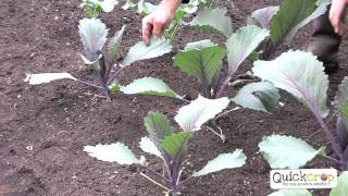 How to Grow Cabbage  A Step by Step Guide [upl. by Roel]