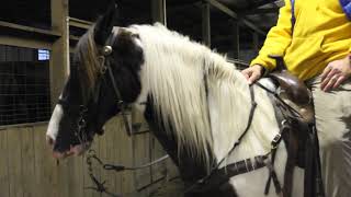 JJ how to ride gaited horse instructional video [upl. by Paluas]