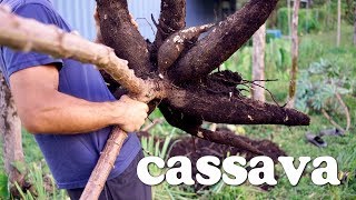 Everything you need to know about Cassava [upl. by Valiant257]