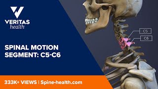 Spinal Motion Segment C5C6 [upl. by Xanthe]