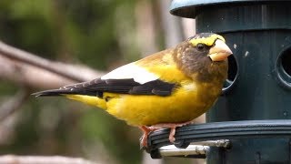 Gros becs errants chant 💛 Evening Grosbeak song 💛 [upl. by Gnol]