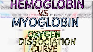 Hemoglobin vs Myoglobin Oxygen Dissociation Curves [upl. by Lenod]